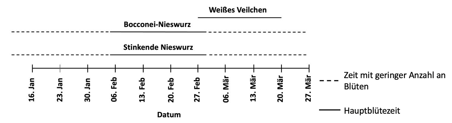 Zeitleiste mit Blütezeiten von Weißes Veilchen, Bocconei‑Nieswurz und Stinkende Nieswurz von Mitte Januar bis Ende März.